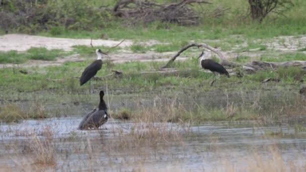 Woolly Necked Stork Pond Moremi Game Reserve Botswana — Stock Video