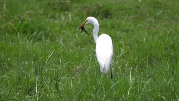 Stor Egret Äta Groda Moremi Game Reserve Botswana — Stockvideo