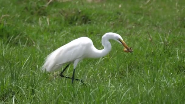 Stor Egret Äta Groda Moremi Game Reserve Botswana — Stockvideo