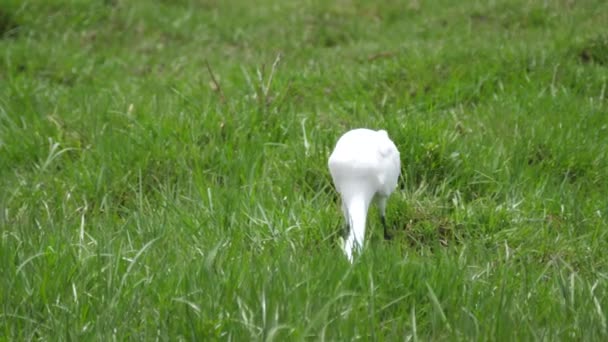 Stor Egret Äta Groda Moremi Game Reserve Botswana — Stockvideo