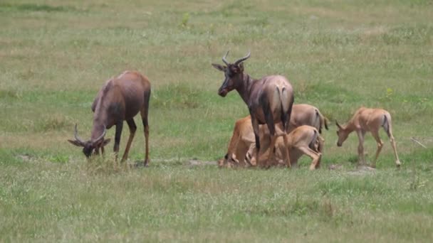 Hjord Gemensamma Tsessebe Savannen Moremi Game Reserve Botswana — Stockvideo