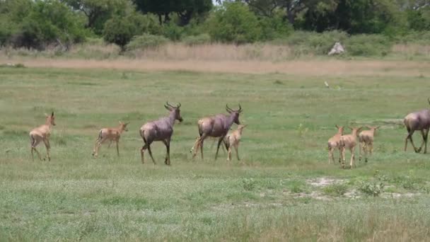 Troupeau de tsessebe commun fonctionnant sur la savane de Moremi Game Reserve au Botswana