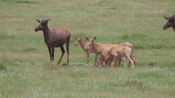 Troupeau Tsessebe Commun Sur Savane Moremi Game Reserve Botswana — Video