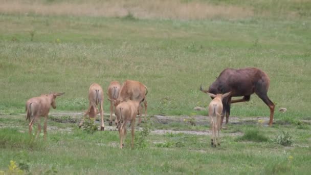 Hjord Gemensamma Tsessebe Savannen Moremi Game Reserve Botswana — Stockvideo