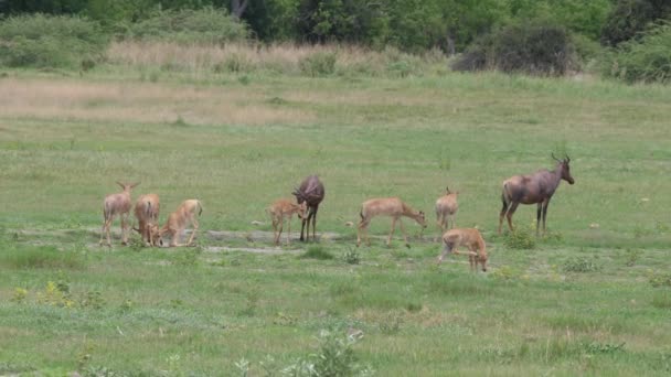 Troupeau de tsessebe commun sur la savane de Moremi Game Reserve au Botswana