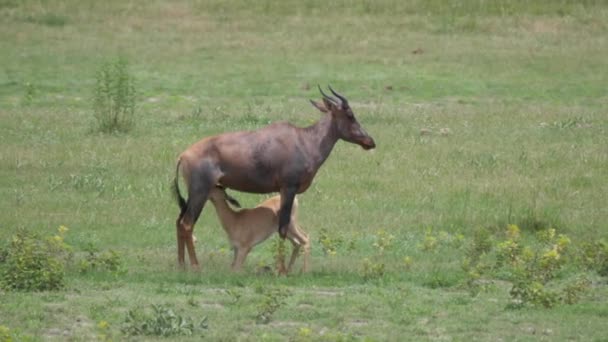 Mère Tsessebe Commune Nourrissant Ses Petits Sur Savane Moremi Game — Video