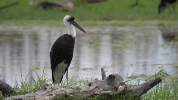 ボツワナのモレミ ゲーム リザーブの池の周りにウーリーネックのコウノトリ — ストック動画