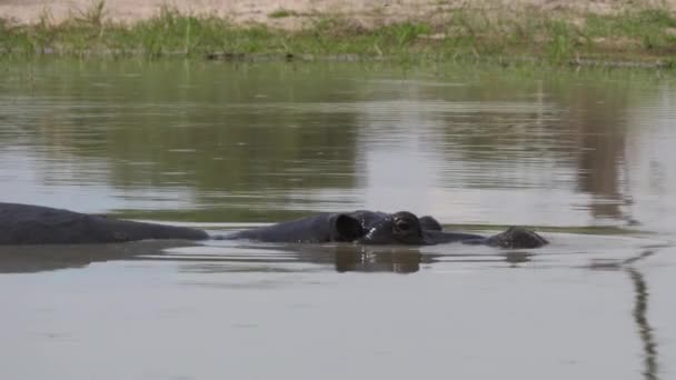 Бегемот Озере Заповеднике Мореми Ботсвана — стоковое видео