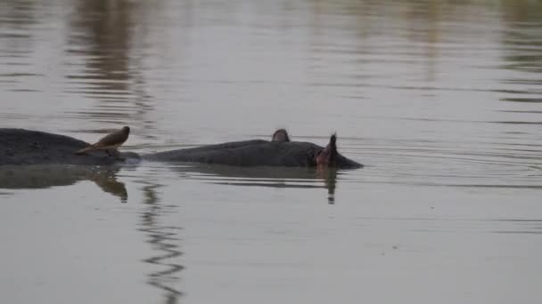 Pájaro Hipopótamo Lago Reserva Caza Moremi Botswana — Vídeo de stock
