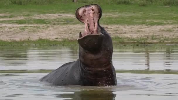 Hipopótamo Bostezando Lago Reserva Caza Moremi Botswana — Vídeo de stock