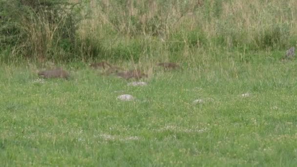Groupe de mangoustes baguées circulant dans la réserve de Moremi au Botswana