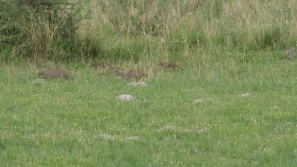 Grupp Banded Mongoose Springer Runt Moremi Game Reserve Botswana — Stockvideo