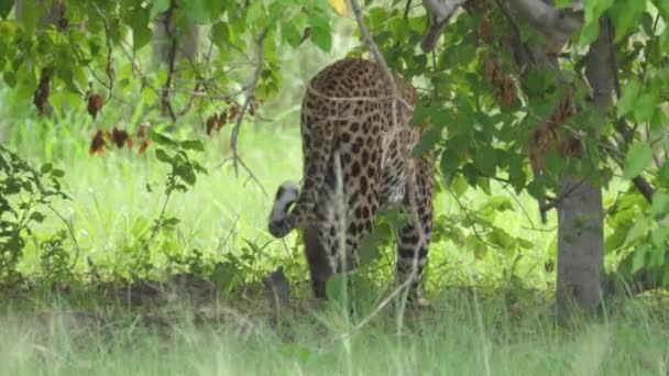 Leopard Går Iväg Moremi Game Reserve Botswana — Stockvideo