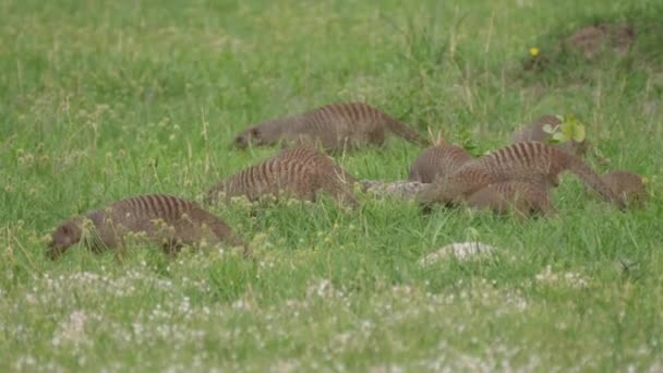 Grupo Mangusto Lixado Correr Reserva Moremi Botsuana — Vídeo de Stock