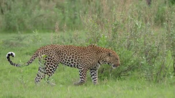 Leopard Går Genom Busken Moremi Game Reserve Botswana — Stockvideo
