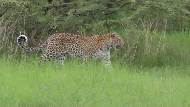 Leopard Läuft Durch Den Busch Moremi Wildreservat Botswana — Stockvideo