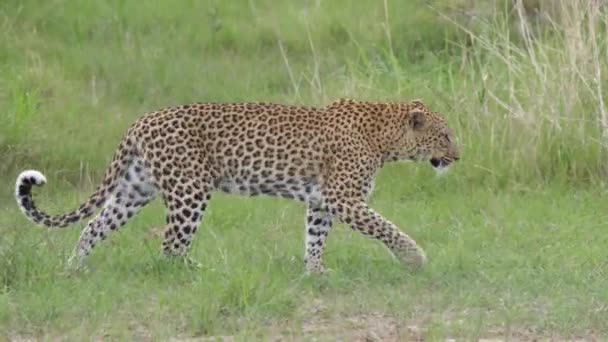 Leopardo Fêmea Caminhando Pelo Mato Moremi Game Reserve Botsuana — Vídeo de Stock