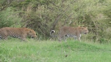 Botswana 'daki Moremi oyun parkında yürüyen leopar çift.