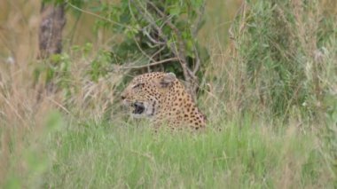Leopar Botswana 'daki Moremi Oyun Rezervinde yürüyor