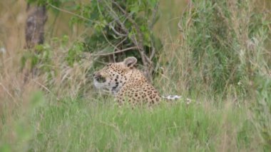 Botswana 'daki Moremi Oyun Rezervi' nde çimlerde yatan kaşınan kürklü leopar.