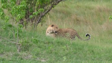 Leopar Botswana 'daki Moremi Oyun Rezervinde yürüyor
