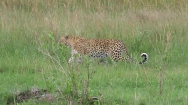 Leopar Botswana 'daki Moremi Oyun Rezervinde yürüyor