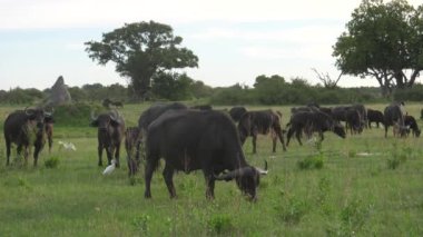 Botswana 'daki Moremi oyun parkında Afrika bufalosu sürüsü otluyor.