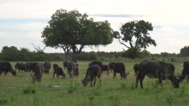 Botswana 'daki Moremi oyun parkında Afrika bufalosu sürüsü otluyor.