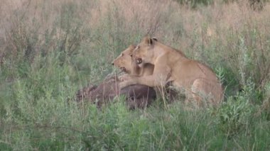 İki genç aslan hala hayatta olan Afrikalı bir bufaloyu öldürüyor.