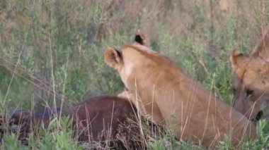 Genç aslanlar hala hayatta olan Afrikalı bir bufaloyu öldürüyor.