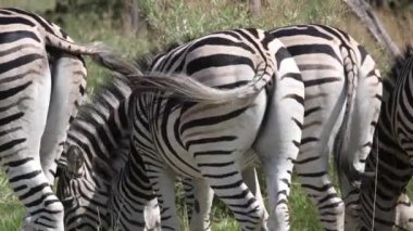 Zebra sürüsü ovada otlarken görüldü.