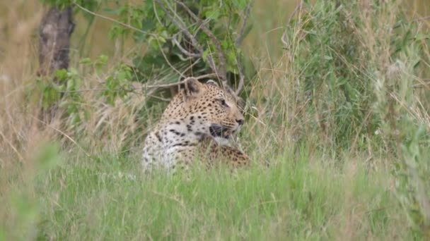 Leopard Ligger Gräset Vid Moremi Game Reserve Botswana — Stockvideo