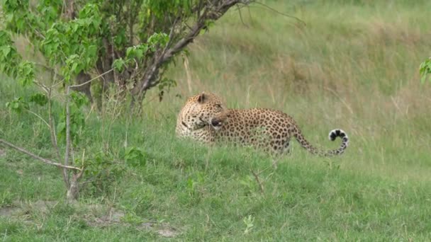 Leopard Går Iväg Moremi Game Reserve Botswana — Stockvideo