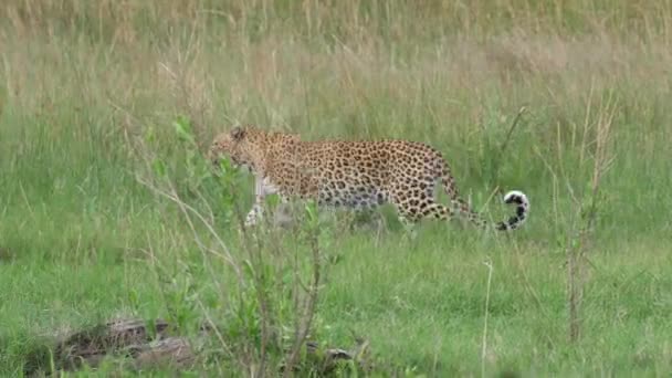 Leopardo Caminando Reserva Caza Moremi Botswana — Vídeos de Stock