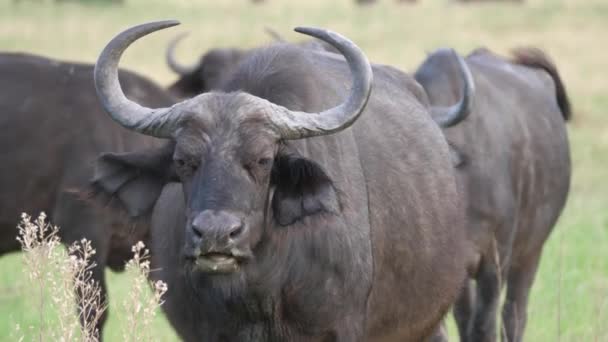 Afrikaanse Buffels Kauwen Moremi Wildreservaat Botswana — Stockvideo