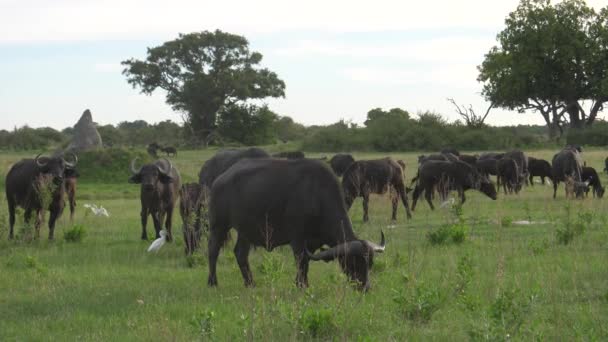 Herd Van Afrikaanse Buffels Grazend Bij Moremi Game Reserve Botswana — Stockvideo