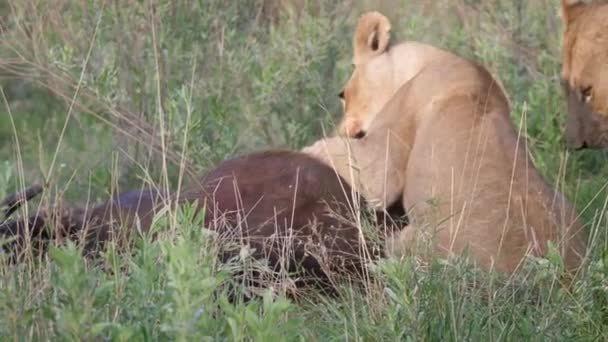 年轻的狮子杀死了一个年轻的非洲水牛谁还活着 — 图库视频影像