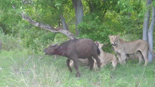 三只小狮子杀死了一只还活着的非洲水牛 — 图库视频影像