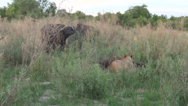 Buffalo Afrika Berdiri Samping Singa Yang Membunuh Muda Mereka — Stok Video