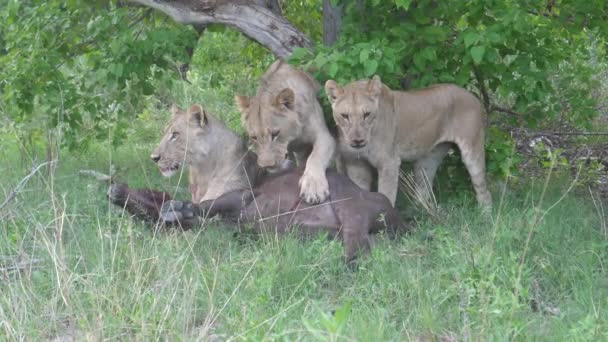 年轻的狮子想杀死一个还活着的非洲水牛 — 图库视频影像
