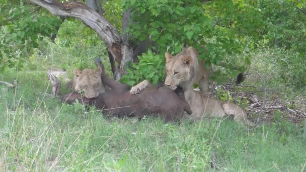 Mladí Lvi Zabíjejí Mladého Afrického Buvola Který Stále Naživu — Stock video