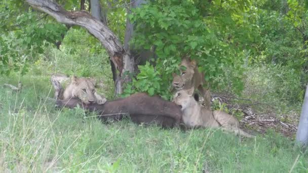 Leões Jovens Matando Jovem Búfalo Africano Que Ainda Está Vivo — Vídeo de Stock