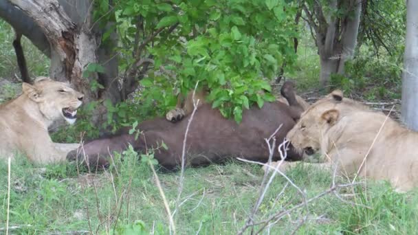 狮子吃它们的猎物非洲水牛 — 图库视频影像