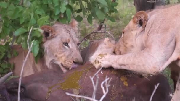 狮子吃非洲水牛的肉 — 图库视频影像