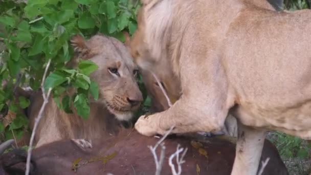 狮子吃非洲水牛的肉 — 图库视频影像