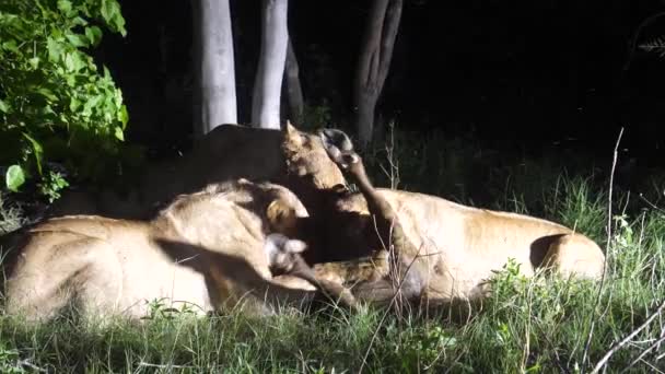 Leones Comiendo Búfalo Africano — Vídeo de stock