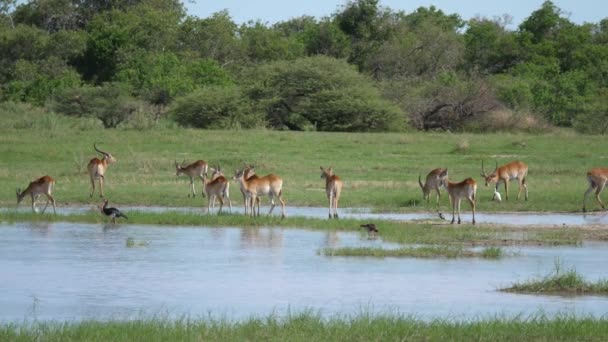 ボツワナのモレミゲームリザーブの池の周りのカモシカの群れ — ストック動画