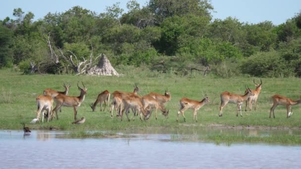 ボツワナのモレミゲームリザーブの池の周りのカモシカの群れ — ストック動画
