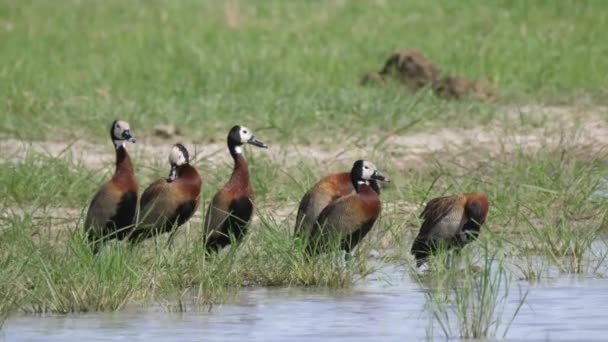 Canard Siffleur Visage Blanc Autour Lac Moremi Game Reserve Botswana — Video