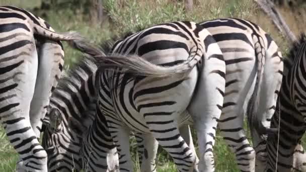 Herd Van Zebra Gezien Vanaf Rug Grazend Savanne — Stockvideo